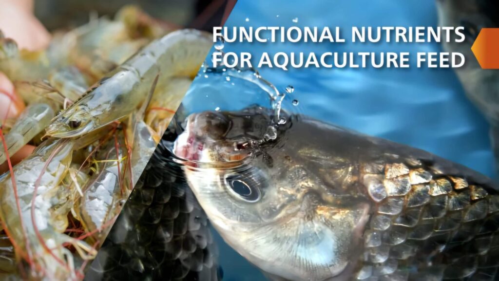 Choline Chloride for Aquaculture 1 Choline Chloride for Aquaculture