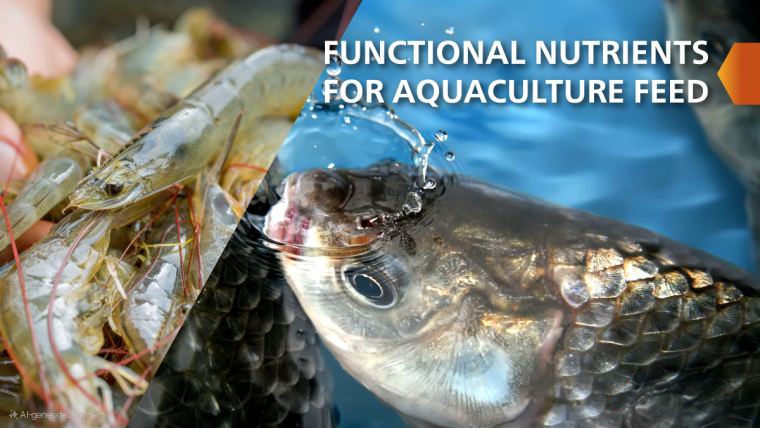 Aquaculture Choline Chloride